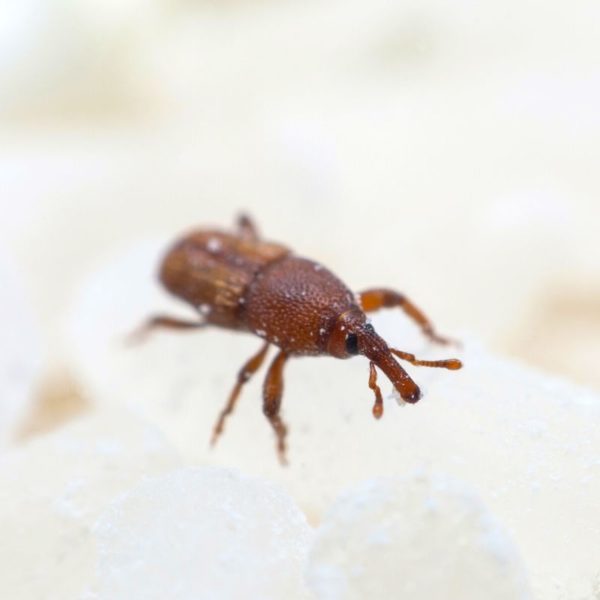 Rice weevils in Florida