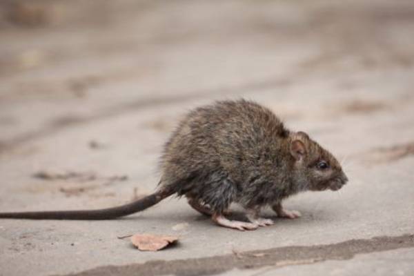 Rodent Identification by Florida Pest Control