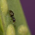 Rover Ant in Gainesville FL | florida pest control