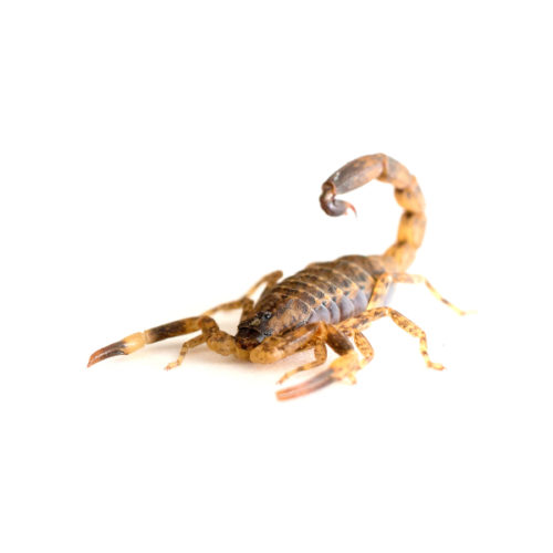 Scorpion Identification in Florida