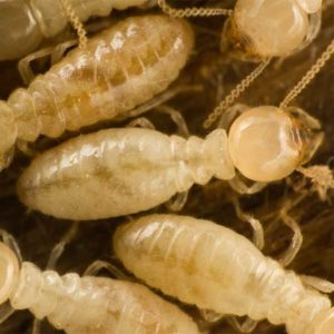 Eastern Subterranean termites in Florida