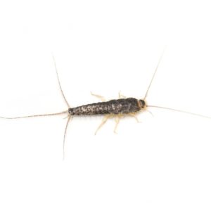 Silverfish in Florida