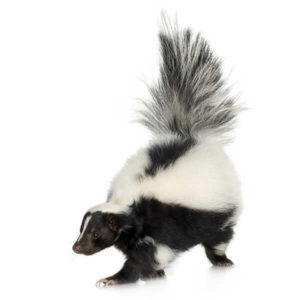 Skunks in Florida