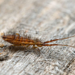 Springtails in Florida