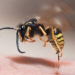 a wasp pulling its stinger out of a human arm