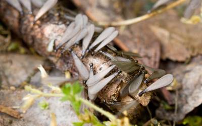 Flying termites in Florida - Florida Pest Control