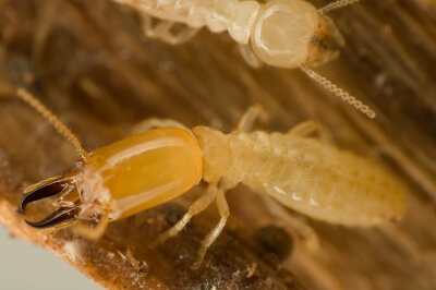 Termites: Nature’s Home Invaders - Florida Pest Control