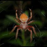 Tropical_Orbweaver_Eriophora_ravilla