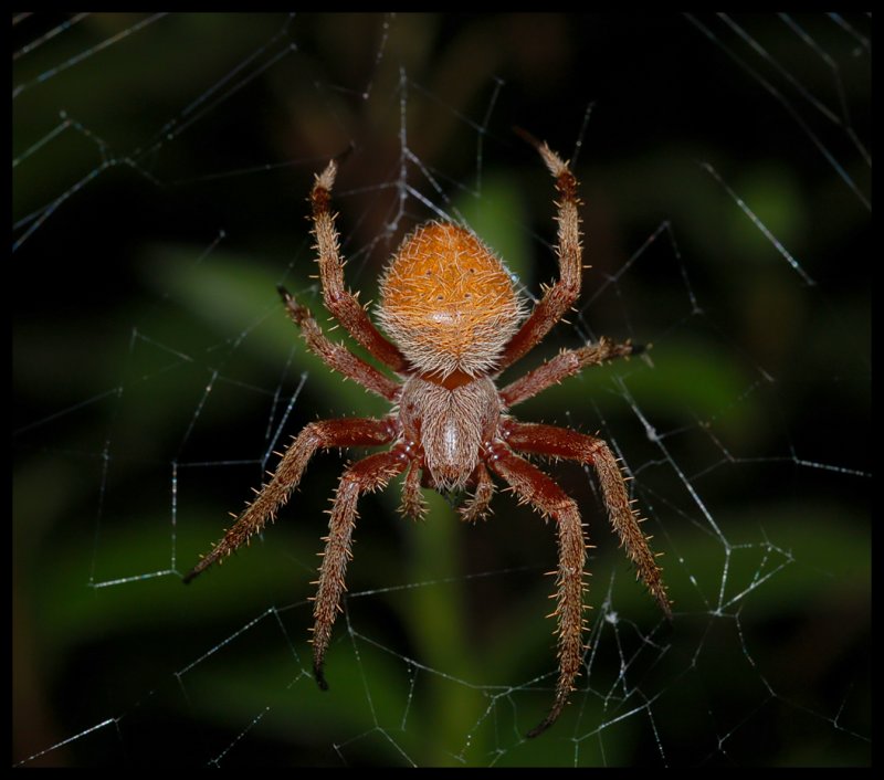 Tropical_Orbweaver_Eriophora_ravilla