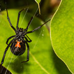 Black-Widow-Spider-blog-Florida-Pest-control