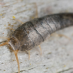 Silverfish in Florida home - Florida Pest Control