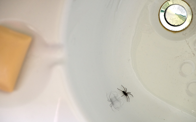 Spiders are a common bathroom bug in Florida - Florida Pest Control