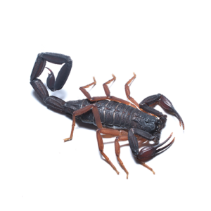 Florida Bark Scorpion on white