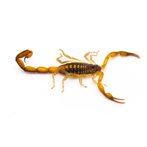 Hentz Striped Scorpion on white