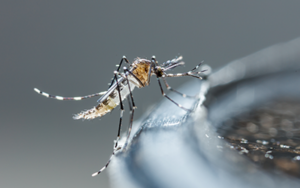 mosquito on bird bath