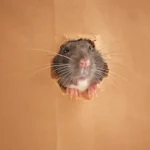 Rat's head poking out of a hole in paper