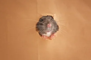 Rat's head poking out of a hole in paper