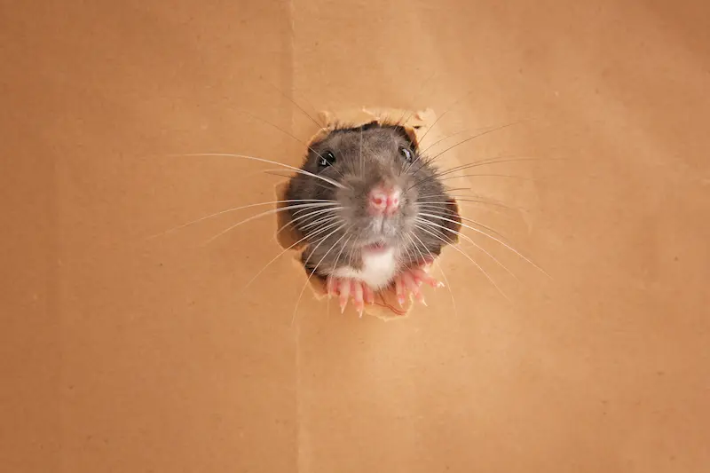 Rat's head poking out of a hole in paper