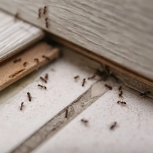 Ants crawling on the side and patio of a home