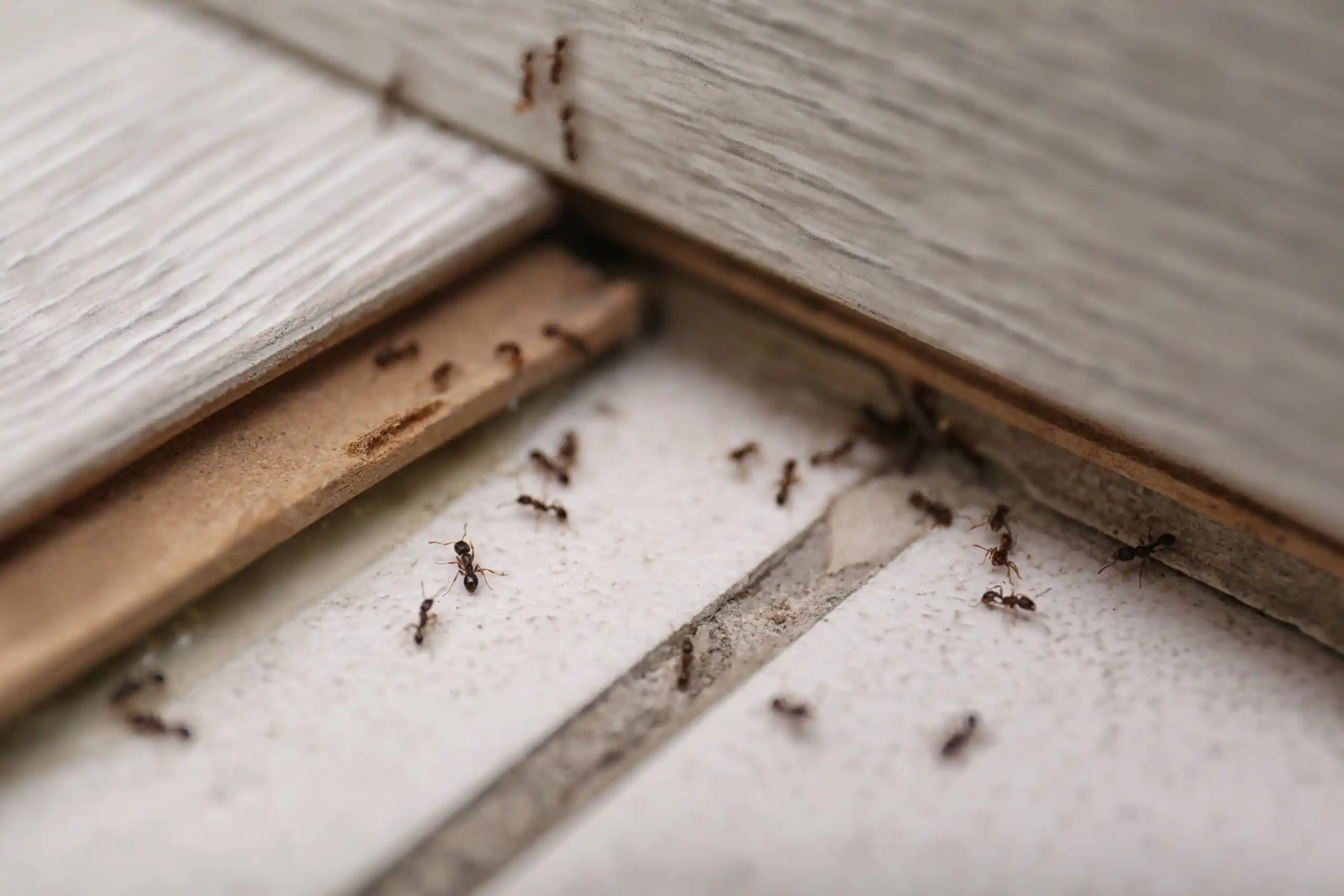 a cluster of ants gathered on the floor - keep pests away from your home with florida pest control