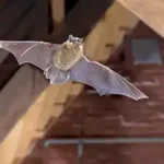 bat in the attic of a building - keep bats away from your property with florida pest control