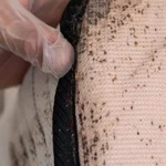 bed bugs in bed with Florida Pest Control in Gainesville FL