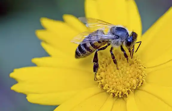 bumblebee on pollenating a flower - keep bees away from your home with florida pest control