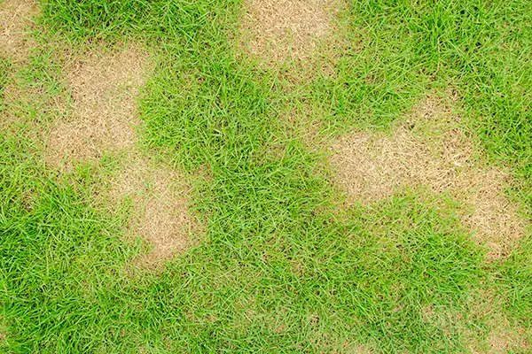 Closeup of a dead patch of grass caused by the brown patch fungus Rhizoctonia Solani