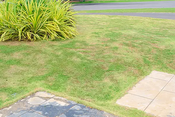 Yard view of dead grass with brown patches caused by brown patch fungus Rhizoctonia Solani grass