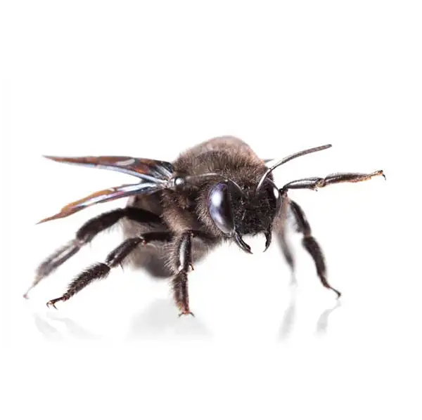 Carpenter bee on a white background - Keep pests away from your home with Florida Pest Control in FL