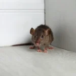 A small gray rat standing in a corner indoors. The best way to avoid a rodent infestation in your business is to use rodent prevention methods to keep them from entering.