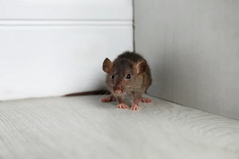 A small gray rat standing in a corner indoors. The best way to avoid a rodent infestation in your business is to use rodent prevention methods to keep them from entering.