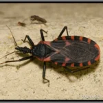 eastern conenose kissing bug close up on sand - keep pests away from your home with florida pest control