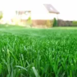 a lush green lawn - keep pests away from your home with florida pest control