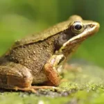 Florida frog on a bed of moss