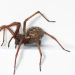 Closeup of House Spider Inside a Home, Against a White Wall