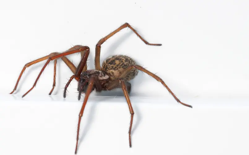 Closeup of House Spider Inside a Home, Against a White Wall