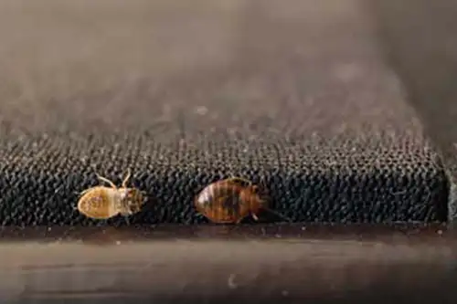 Bed bugs crawling long the perimeter of a mattress - Florida Pest Control, Gainesville FL