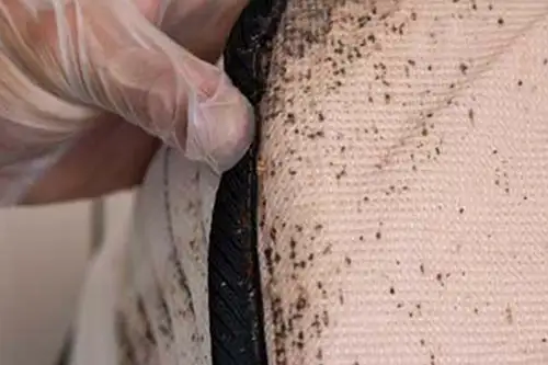 Person pulling back bed sheet to reveal a bed bug infestation on a mattress - Florida Pest Control, Gainesville FL