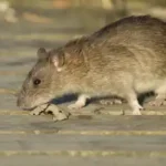 Norway rat in Florida - Florida Pest Control