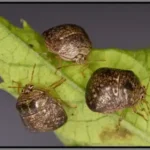 A cluster of kudzu bugs on a leaf - keep pests away from your home with florida pest control