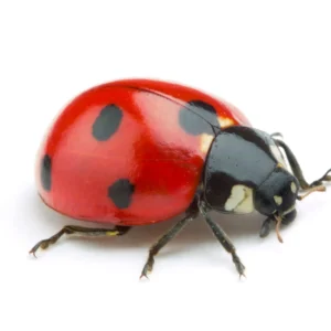 a lady bug against a white background - keep pests away from your home with florida pest control