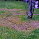 A healthy lawn with patches of brown and white fungus - keep pests away from your hoe with florida pest control