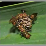 Cluster of paper wasps on a nest