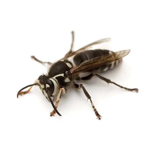 Baldfaced hornet on a white background - Keep pests away from your home with Florida Pest Control in FL