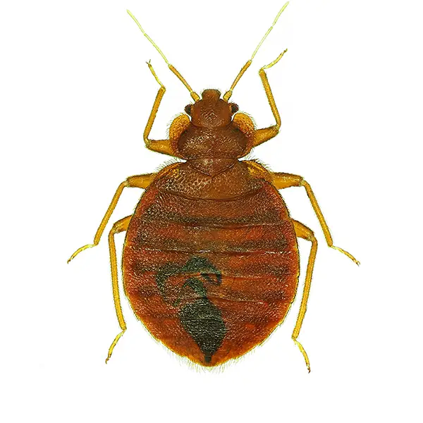 Bed bug on a white background - Keep pests away from your home with Florida Pest Control in FL