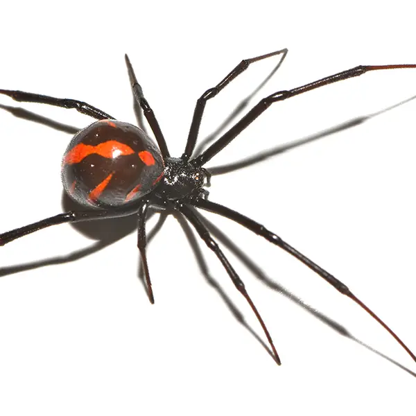 Black widow on a white background - Keep pests away from your home with Florida Pest Control in FL