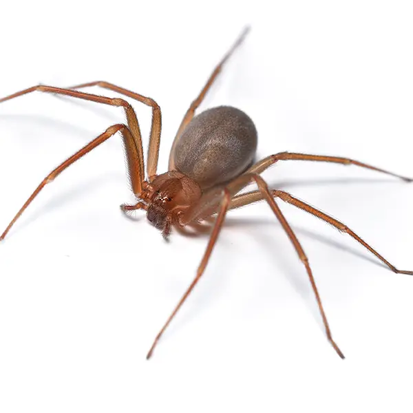 Brown recluse on a white background - Keep pests away from your home with Florida Pest Control in FL