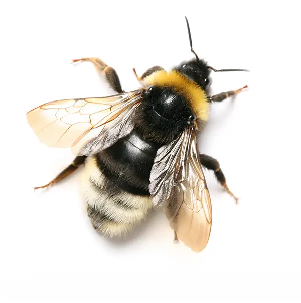 Bumblebee on a white background - Keep pests away from your home with Florida Pest Control in FL