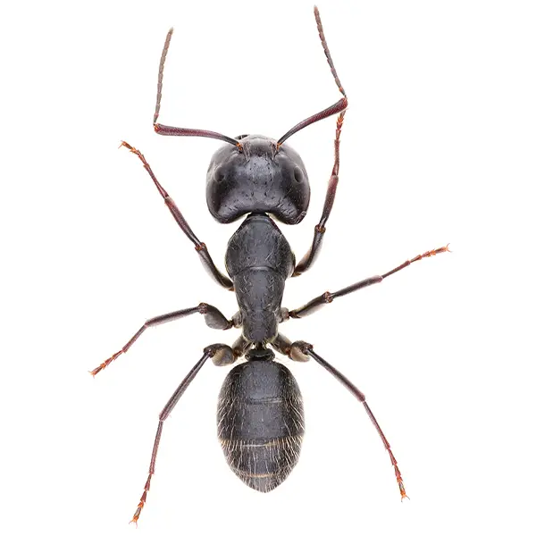 Carpenter ant on a white background - Keep pests away from your home with Florida Pest Control in FL